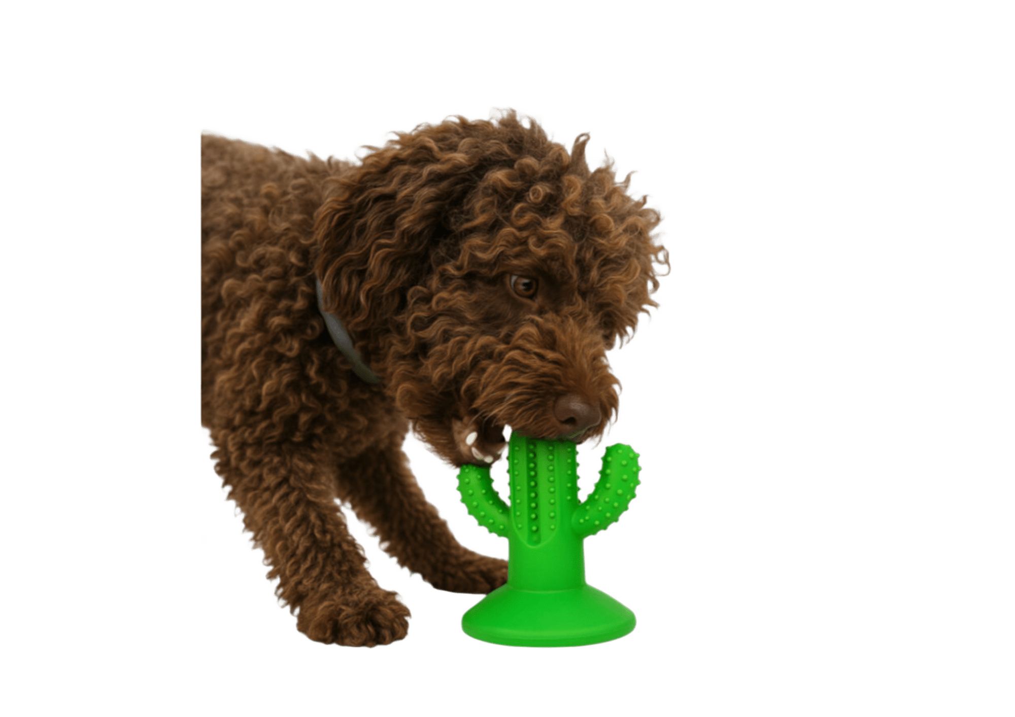 “Cactus Bite – Mordedor Dental para Perros” - Imagen 2