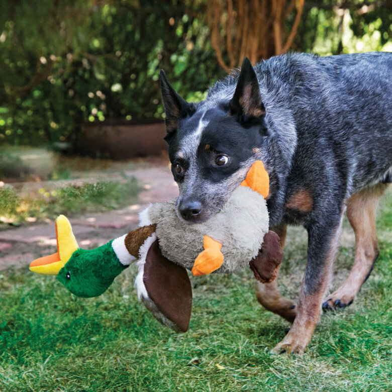 “QuackyFun – Juguete de Pato Chillón para Perros” - Imagen 2
