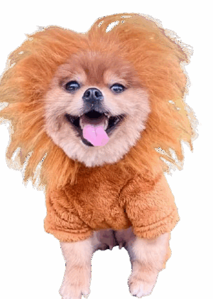 “King of the Park – Disfraz de León para Perros”