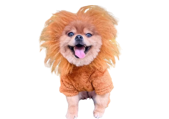 “King of the Park – Disfraz de León para Perros”